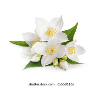 White flowers of jasmine on white isolated background - Shutterstock ID 655581166