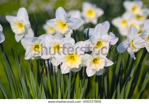 大きな水仙の白い花 白い水仙の 氷の葉 Narcissusハイブリッド の写真素材 今すぐ編集
