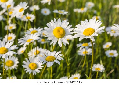 White Flowers Leucanthemum Vulgare Lam Oxeye Stock Photo 282424115 ...