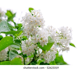 White Flowers Of Lilac Isolated On White