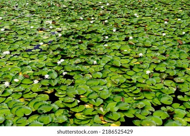 White Flowers At The Lilly Pad Pond