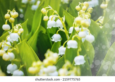 White flowers Lilly of The Valley in rainy garden. Lily of the valley (Lily-of-the-valley) white small fragrant flowers in green leaves. Convallaria majalis  woodland flowering plant. - Shutterstock ID 2159775765