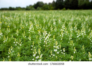 White Flowers Of Lupine Field