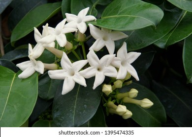 colored stephanotis