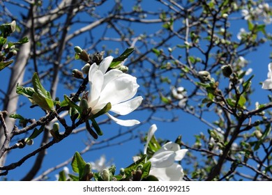 White Flowers Of A Magnolia Tree, Blue Sky