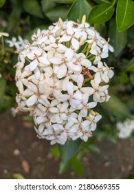 The White Flowers Are Many And Blend Together So This Bunch Of White Flowers Is Great In Spring.