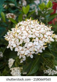 The White Flowers Are Many And Blend Together So This Bunch Of White Flowers Is Great In Spring.