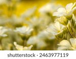 White flowers in the meadow on a sunny day. Floral background. beautiful white flower on a sunny background, delicate colors at sunset, background, place for an inscription