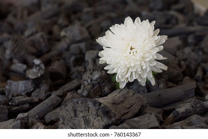 Charcoal Flowers Hd Stock Images Shutterstock