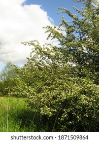 White Flowers Of Midland Hawthorn,