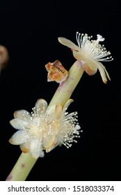 White Flowers Of Mistletoe Cactus