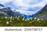 White flowers and mountains. Norway landscape. Norwegian national tourist scenic route Gamle Strynefjellsvegen from Grotli to Videseter.