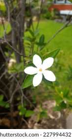 white flowers in my front garden - Shutterstock ID 2279944321