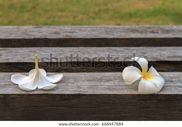 White\
flowers name is Frungipani falling on dark dry wood with sunrise op\
sunset light; Beautiful  Pagoda flower (Plumeria acumonata) put on\
outdoor chair in the morning, selective\
focus