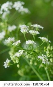 White Flowers In Nature Burnet Saxifrage