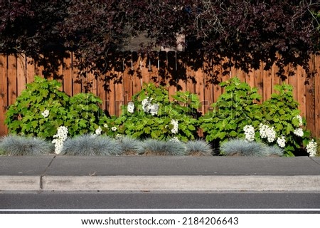 White flowers of an Oakleaf Hydrangea blooming in summer’s evening light, as a nature background
