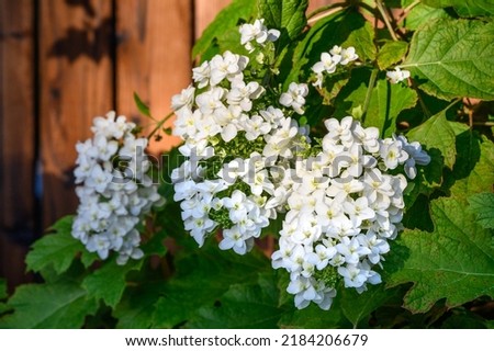 White flowers of an Oakleaf Hydrangea blooming in summer’s evening light, as a nature background
