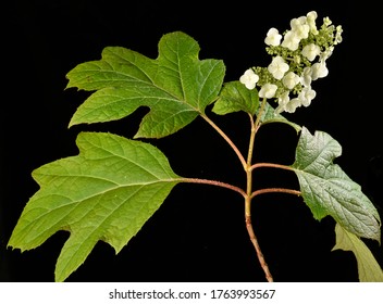 White Flowers Of Oakleaf Hydrangea On Blackbackground