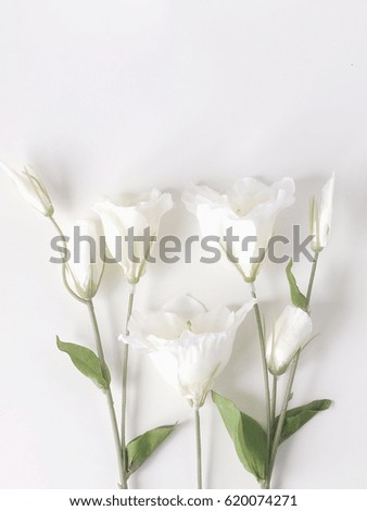 Similar – White flowers on white