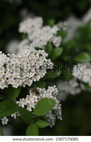 white flowers on a background of green foliage