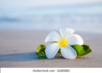 564,651 Flowers On Beach Images, Stock Photos & Vectors | Shutterstock