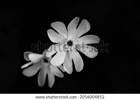 White flowers on black background