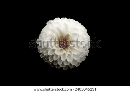 White flowers on black or gray background, sad photo - Photo often used at funerals