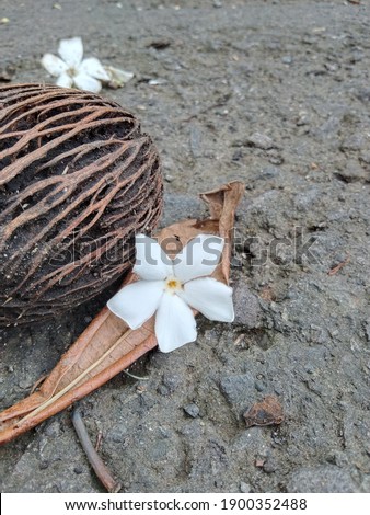 white flowers on brownish dry leaves and dried fruit
