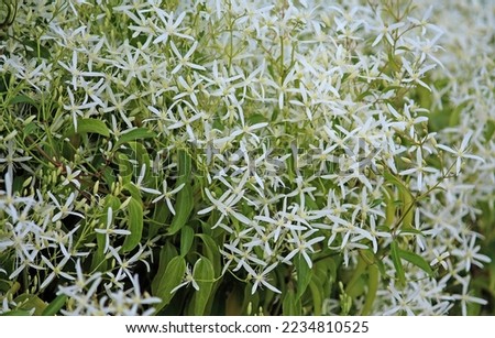 White flowers on a Clematis recta plant growing in a garden. Ground virginsbower