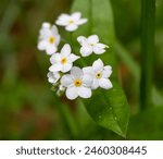 White flowers on a hike near Lake Crescent WA