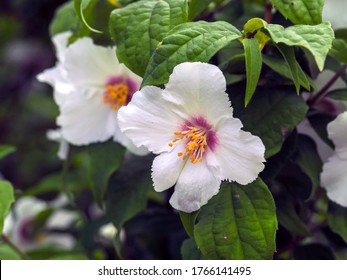 White Flowers On A Mock Orange Shrub, Philadelphus Belle Etoile