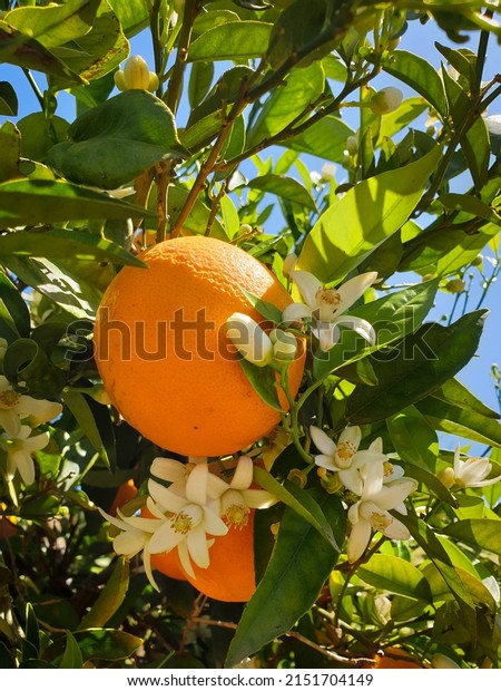 White flowers on orange tree, orange blossom in\
Valencia, Spain