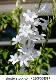 White Flowers On A Watsonia Borbonica Plant. Bugle Lily