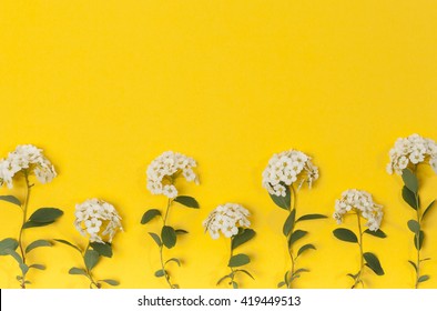 White Flowers On Yellow Background. Blooming Concept. Flat Lay.