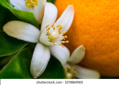 neroli blossom