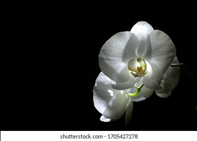 White Orchid Black Background Hd Stock Images Shutterstock