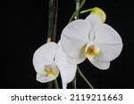 white flowers orchid phalaenopsis formidable on black background
