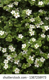 White flowers of ornamental bacopa