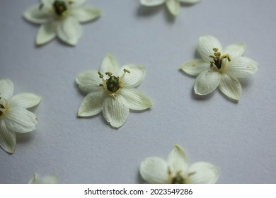 White flowers pattern on table 