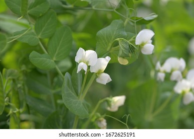 White Flowers Of Pea Plant