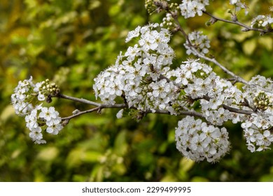 White flowers of pear trees blooming in spring closeup on blurred background