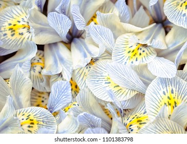 White Flower Yellow Center High Res Stock Images Shutterstock