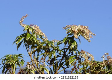 White Flowers Of Pieris (Pieris Japonica Variegata). Heath, Heather Family (Ericaceae). Flowering In The End Of The Winter. Blue Sky, Netherlands, March                               