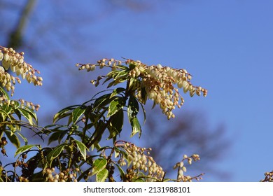 White Flowers Of Pieris (Pieris Japonica Variegata). Heath, Heather Family (Ericaceae). Flowering In The End Of The Winter. Blue Sky, Netherlands, March                               