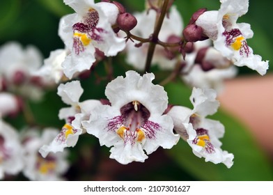 White flowers with pink and yellow strokes of the catalpa flowering tree
