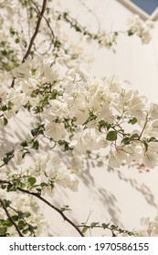 White Flowers Plant Branches And Sunlight Shadow On Neutral Beige Wall. Aesthetic Floral Shadow Silhouette Background
