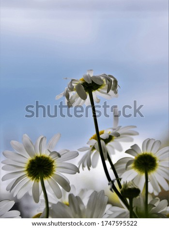 Similar – Gänseblümchen-Wald Blume