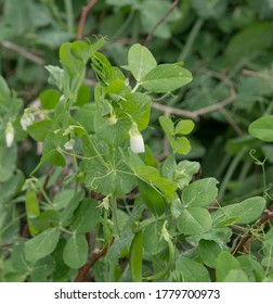 White Flowers And Pods Of Home Grown Organic Snow Pea Or Mangetout Plants (Pisum Sativum 'Macrocarpon Group') Growing On An Allotment In A Vegetable Garden In Rural Devon, England, UK