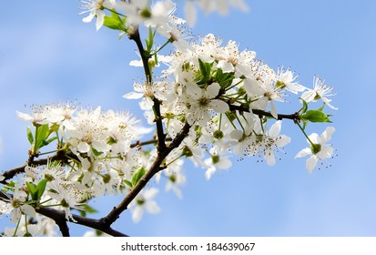 White flowers of Prunus cerasifera
