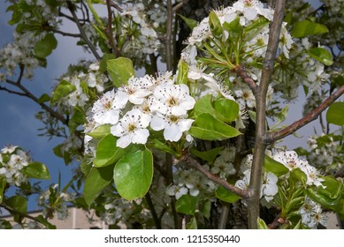 White Flowers Of Pyrus Communis 